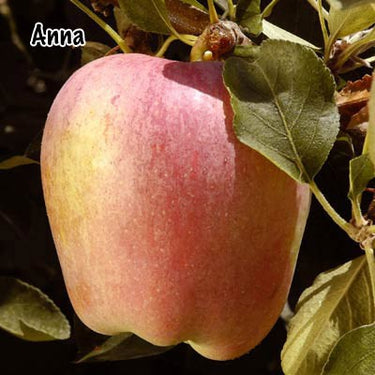 Single Anna apple fruit on a tree sold by Paradise Nursery